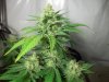 Grow_1 038.jpg