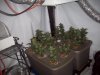 Grow_1 050.jpg