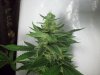 Grow_1 040.jpg