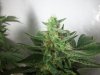 Grow_1 037.jpg