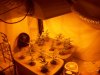 Grow_1 007.jpg