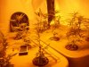 Grow_1 009.jpg