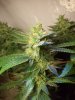 Grow_1 036.jpg