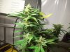 Grow_1 039.jpg