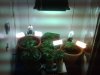 IMG00260-20101013-1111.jpg