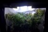 flower_70_8.jpg