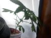 bagseed.jpg