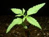 AUH #1 Plant number 2 (3).jpg