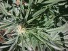 2010-10-13 plant.jpg
