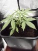 Arjan's Ultra Haze #1 Plant number two Oct 13 (2).jpg