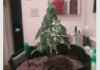mms_picture_6.jpg