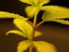 possiblepistil.jpg