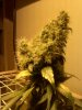 seedsmannorth2D60.jpg