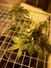 seedsmannorth3D60.jpg