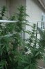 DSC_0196.jpg