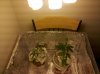 IMG_20100923_215524.jpg