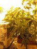 wf_plant.jpg