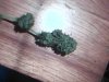 bud1.jpg