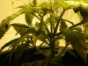 tripleFIMside-flowerday3.jpg tripleFIMside-flowerday3.jpg