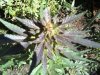 downsized_1008001352.jpg