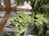 DSC01167.jpg