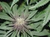 weed 012.JPG