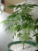 DSCF2424.JPG
