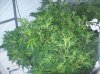 100_1237.jpg