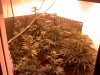grow 058.jpg