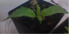 plant 2.png