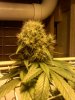 seedsmannorthD64.2.jpg