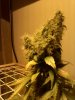 seedsmannorthernD64.jpg