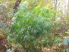 DSCN0681.jpg