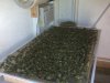 BC_Harvest_1.jpg