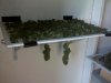BC_Harvest_2.jpg