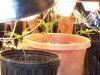 grow 005.jpg grow 005.jpg