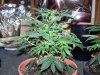 grow 015.jpg grow 015.jpg