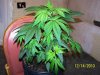 grow 018.jpg grow 018.jpg