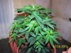 grow 020.jpg grow 020.jpg