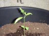 Plants003.jpg Plants003.jpg