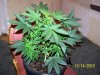 grow 022.jpg