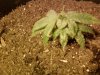 plant 1.jpg plant 1.jpg