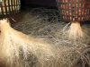 new_roots_01.jpg