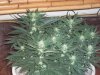 100_1584.jpg