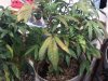 IMG00418-20101021-1156.jpg