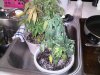 IMG00414-20101021-1145.jpg