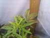 IMG00378-20101018-1820.jpg