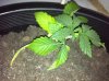 IMG_0422.jpg