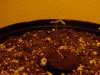 DSC00298.jpg
