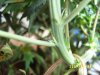 11 days flower 001.jpg